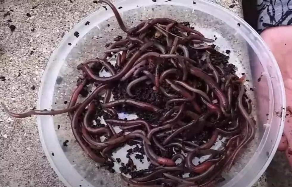 Invasive ‘Jumping’ Worms Found in New York State