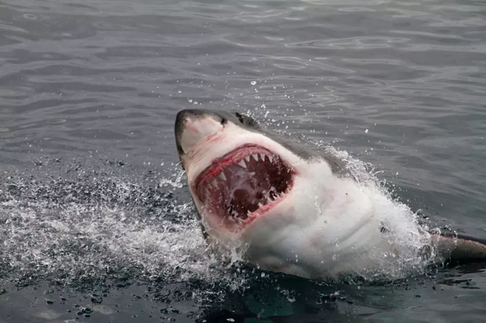 Beaches In New York State Closed After Shark Nearly Kills Standing Woman