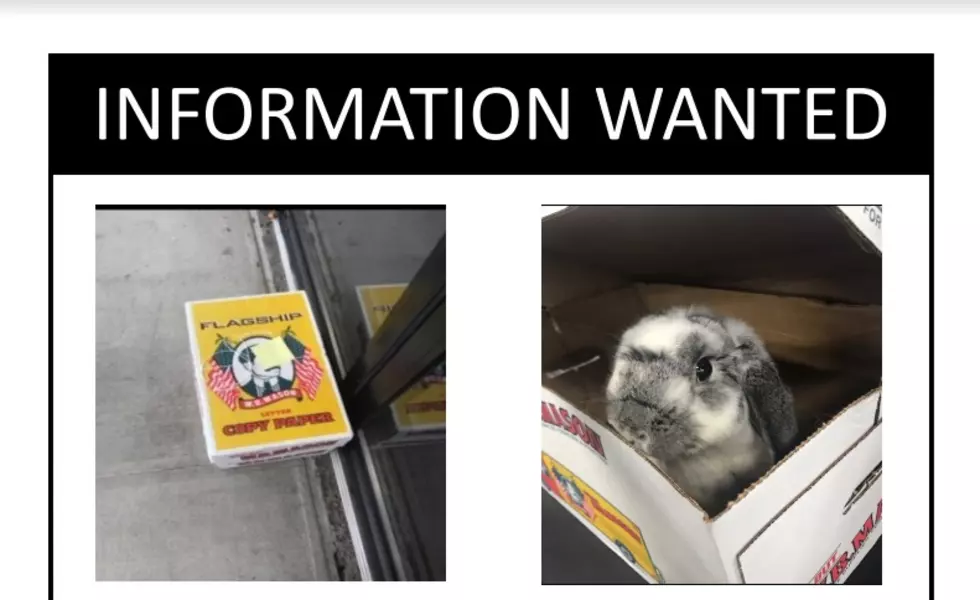 Pet Rabbit Found Neglected Near Hudson Valley Pet Store