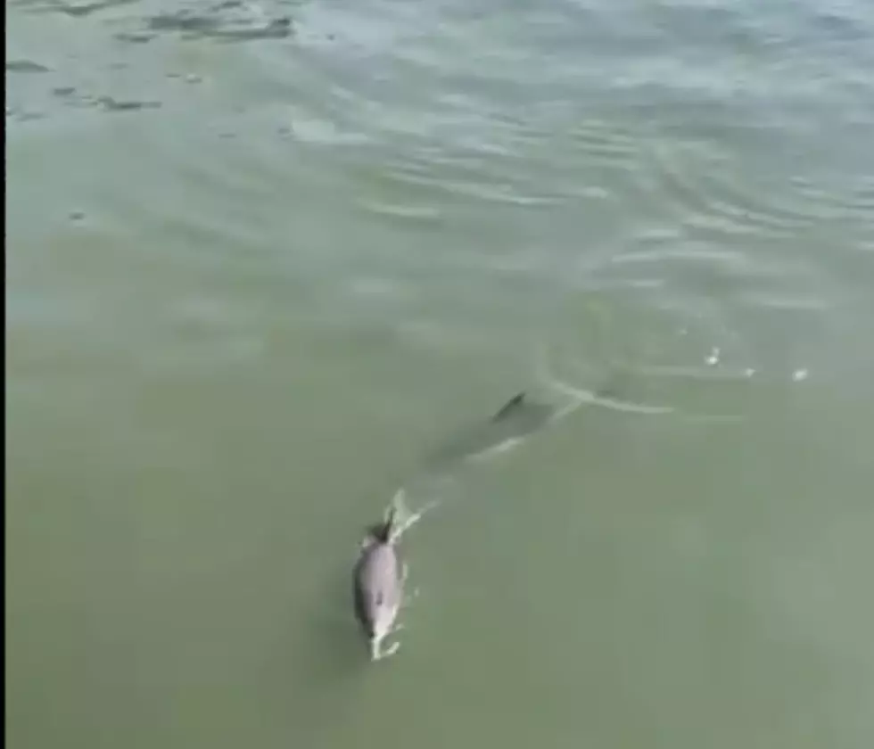 Rare Video: &#8216;Beautiful&#8217; Dolphins Spotted in New York River