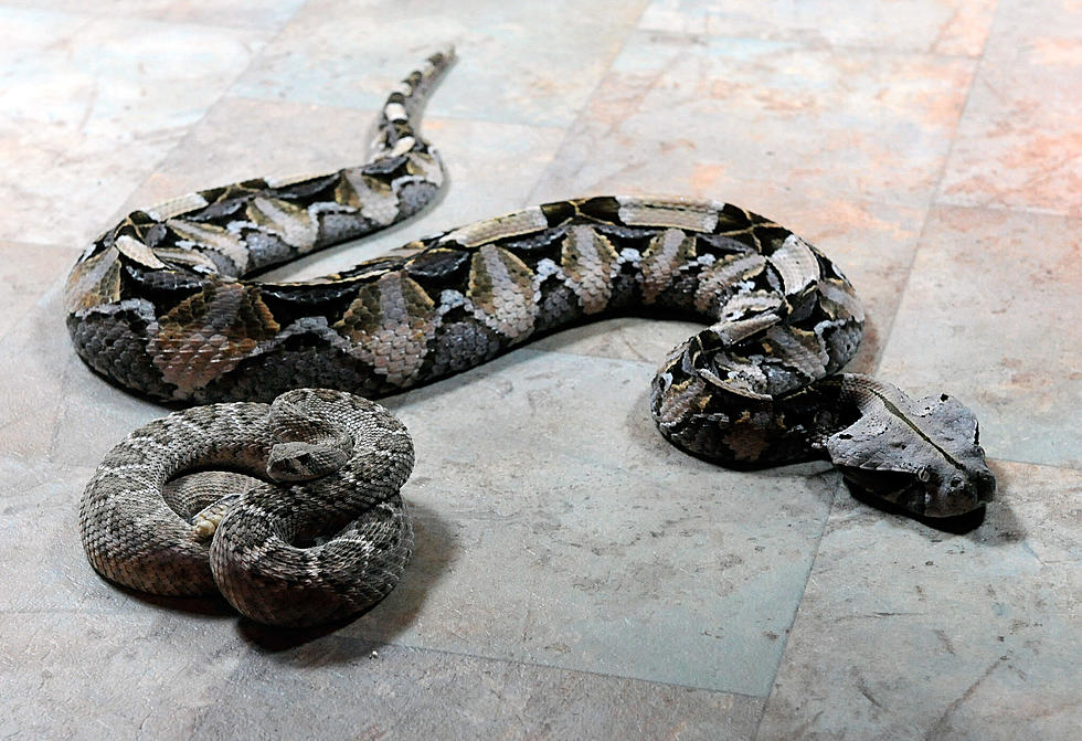 Hudson Valley Resident Was Selling ‘Extremely Dangerous’ Snakes