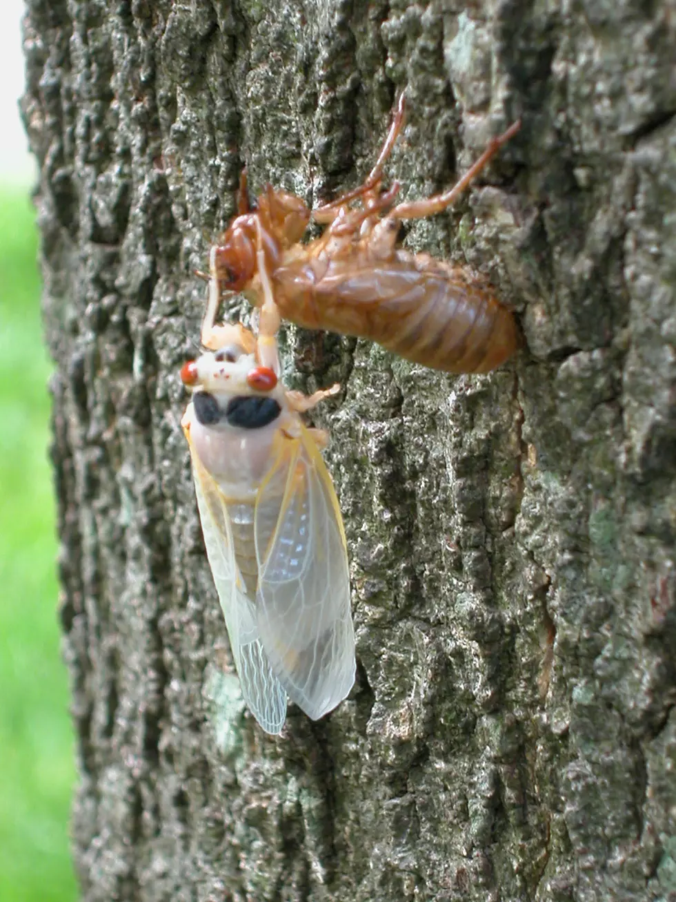 &#8216;Zombie&#8217; Cicadas Expected To Invade New York, Hudson Valley