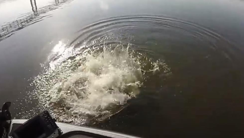 Rare Video Shows Large Fish Making Love in Hudson River
