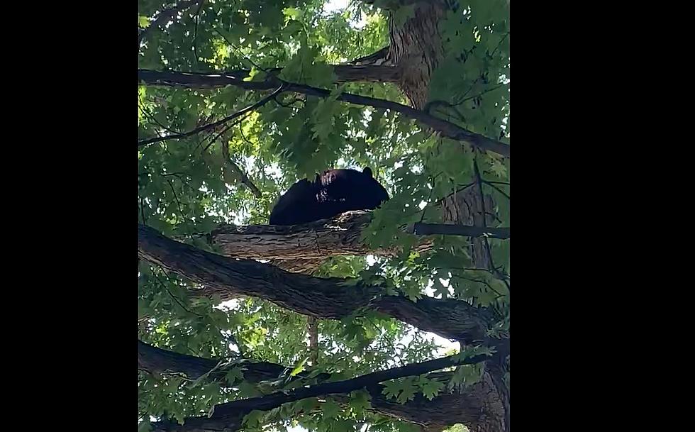 Bear Hangs Out in City Of Poughkeepsie For 3 Hours Near Children