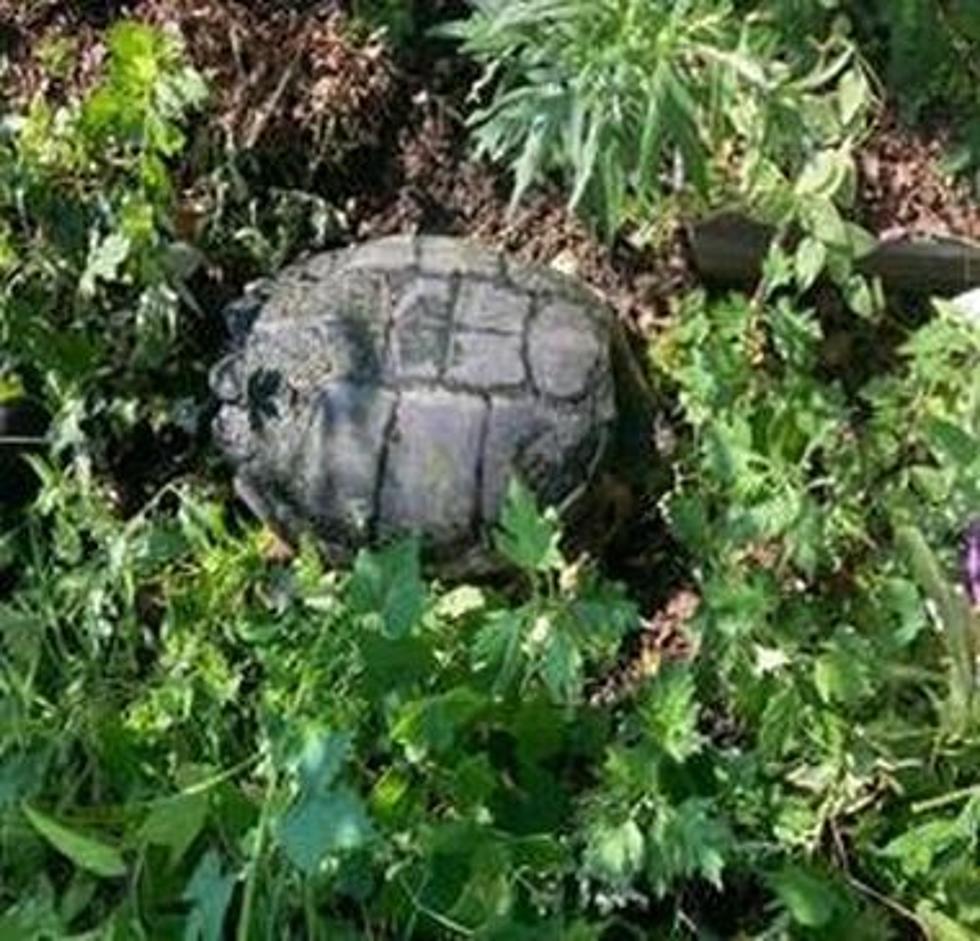 ‘Dangerous Turtle’ Found in New York, Man Runs Down Geese