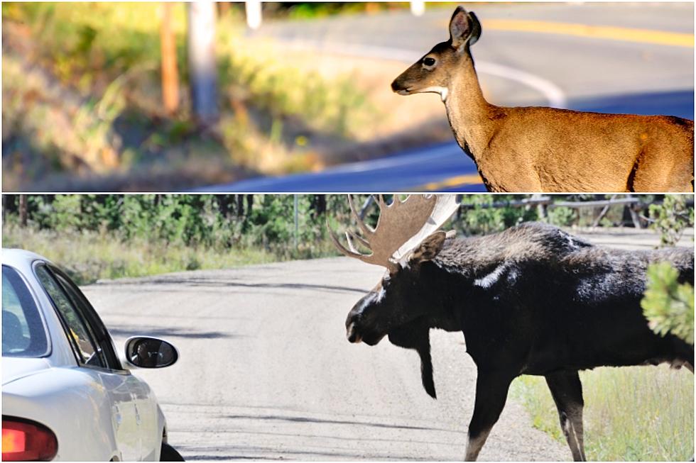 Car Accidents With Deer, Moose Expected To Skyrocket in New York