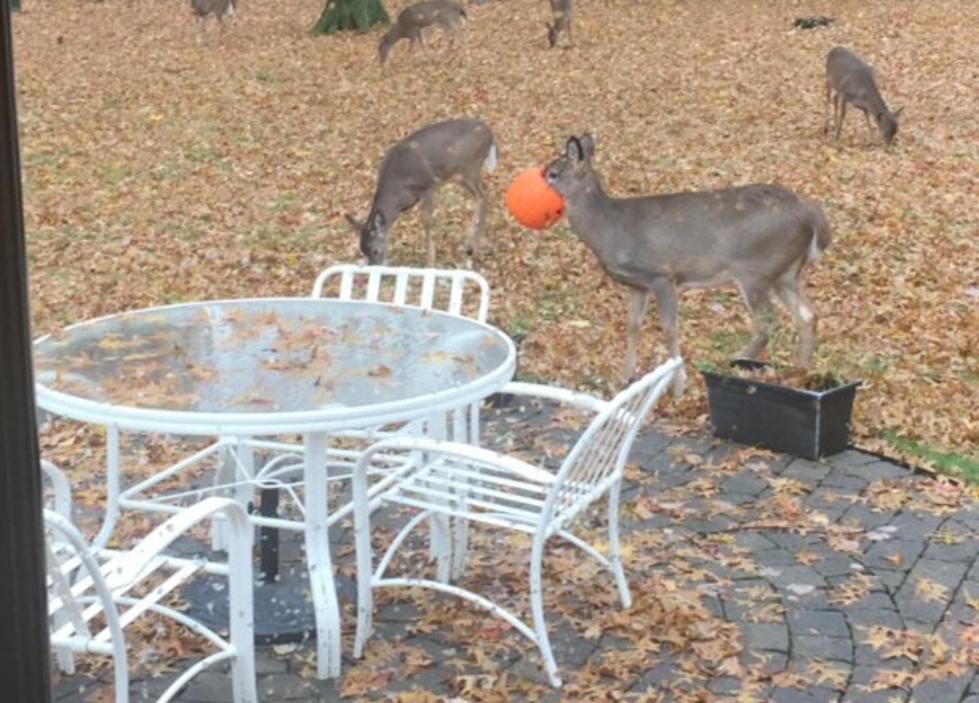 New York Deer With Pumpkin on Head Needs Help From Hudson Valley