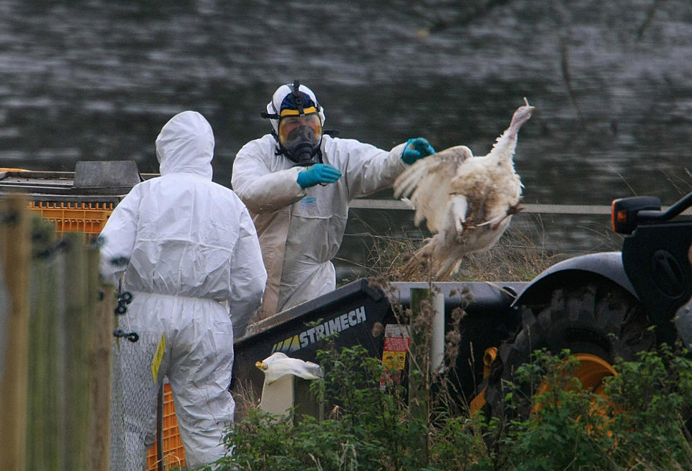 Bird Flu That Kills Most Infected Humans Found in New York State