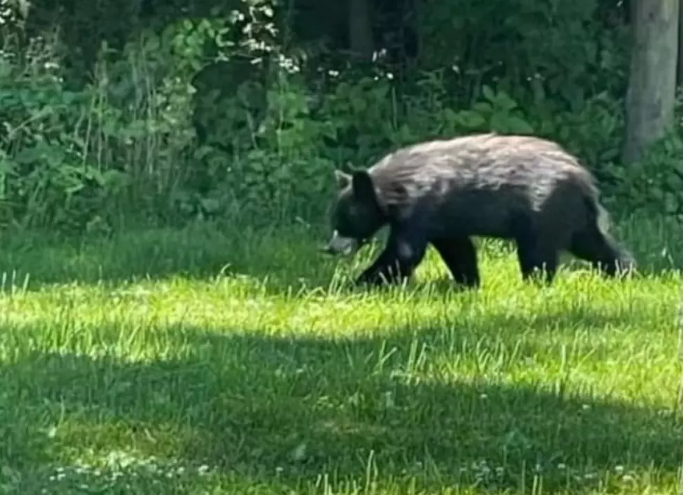 Another Bear Sighting in Fishkill and Wappingers Falls Area