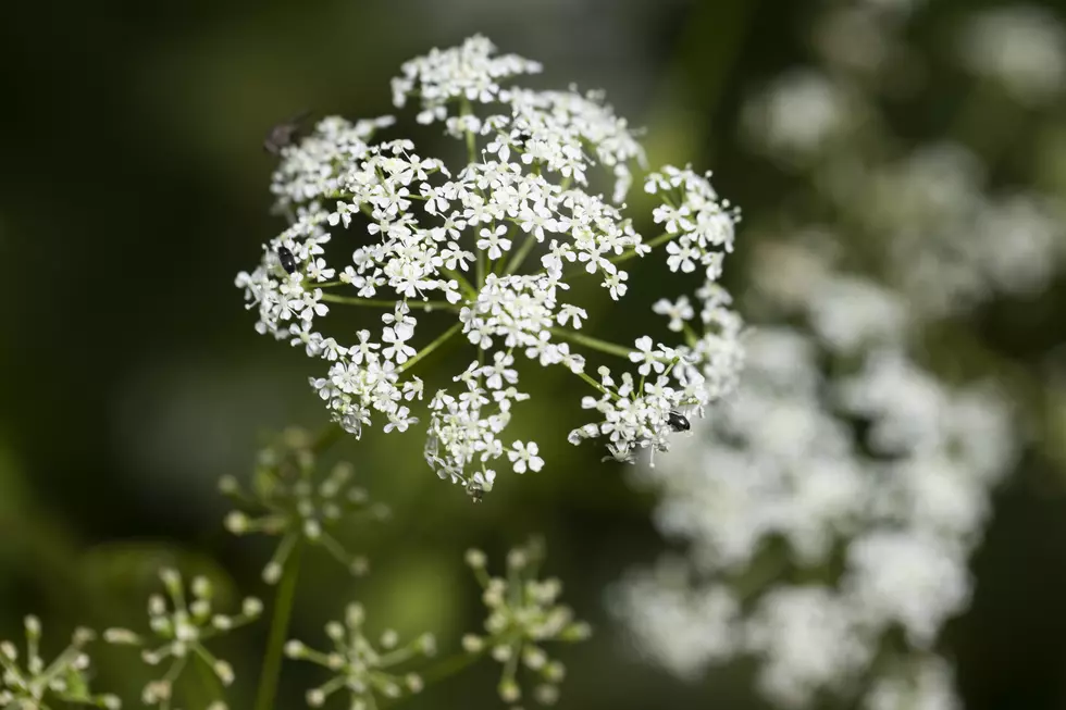New York Plant That Kills Humans ‘Spreading Like Wildfire’