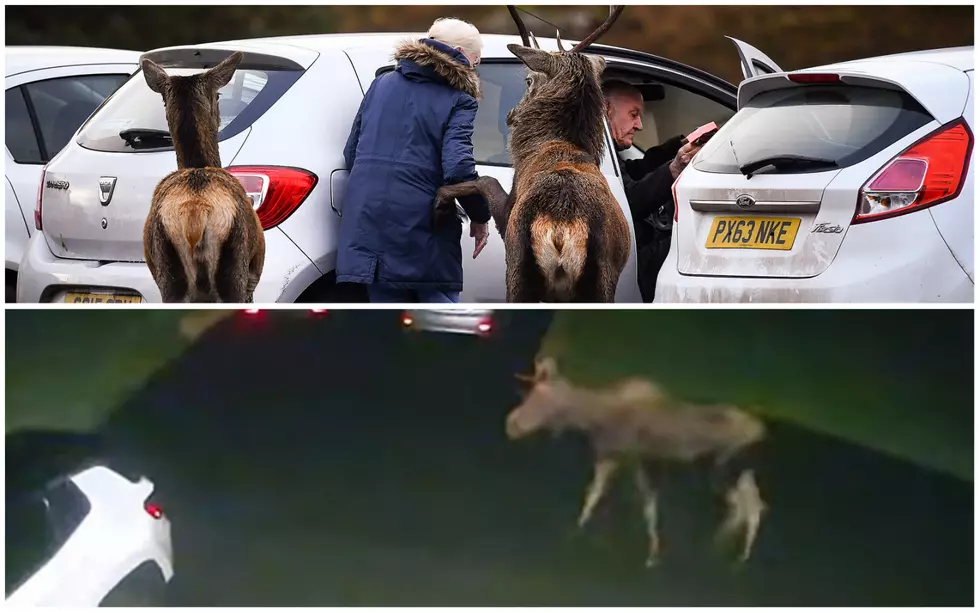 New York Drivers Now Have Much Greater Risk Of Hitting Deer, Moose