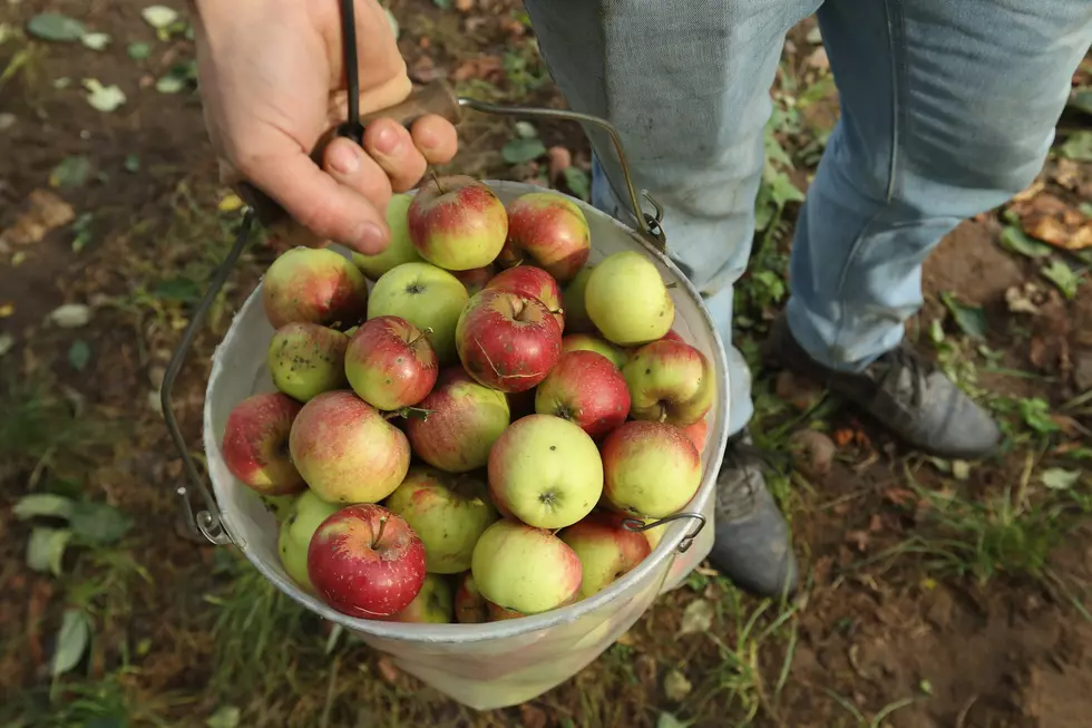 Historic New York Apple Orchard Named 1 Of The Best In The World