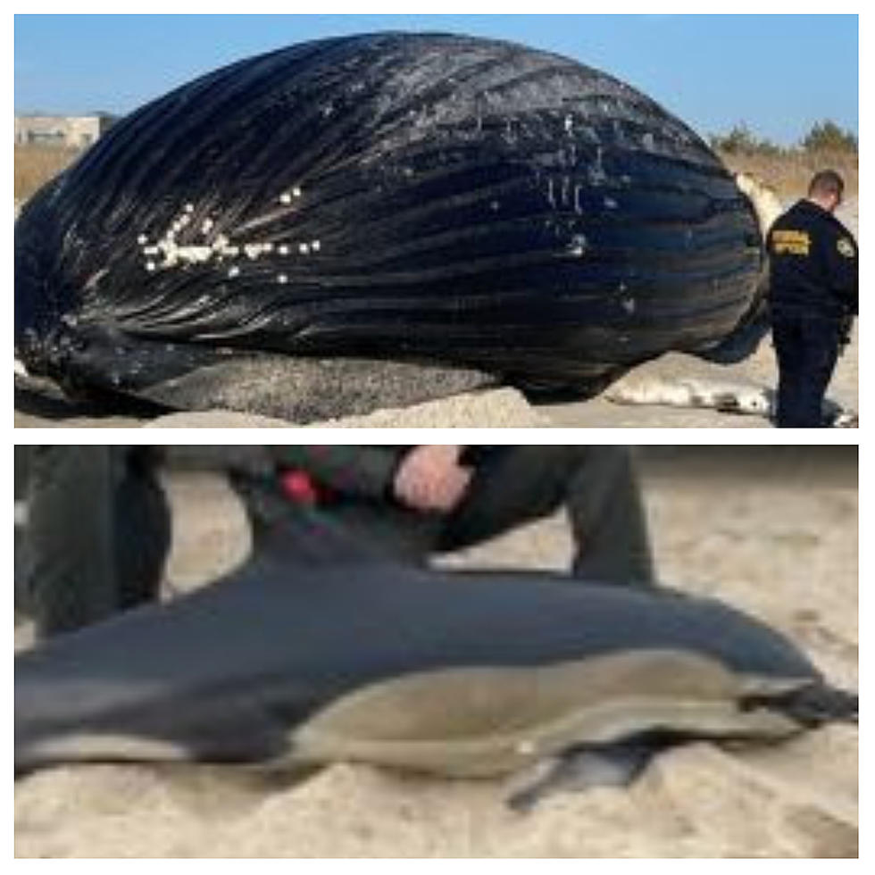 What Is Happening? Massive Whale, Dolphin Found Dead In New York