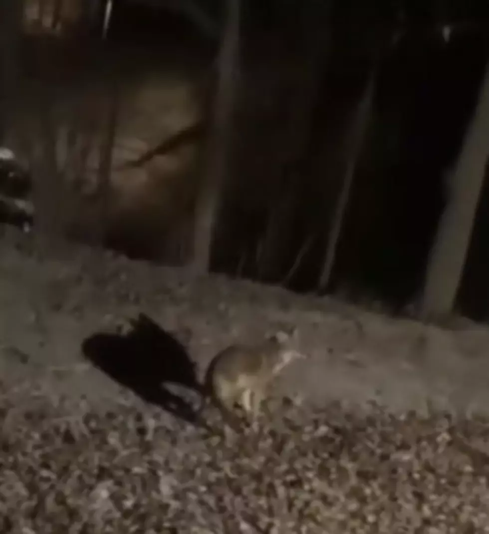 Vicious Predator In New York State Bites Hudson Valley Student