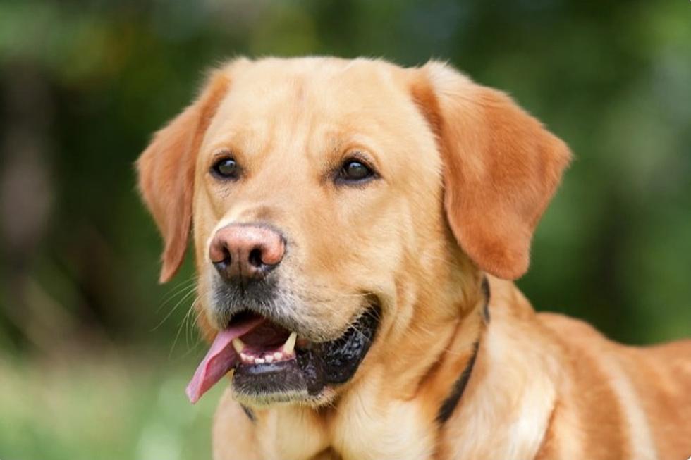 Stolen Hudson Valley Dog Found At New Home In New York State