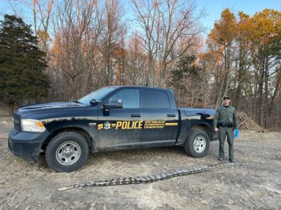 Illegal 14-Foot Python Found Abandoned On Road In New York State