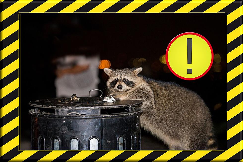 Rabid Raccoons Reports Now Sweeping The Hudson Valley, Here’s What to Look For