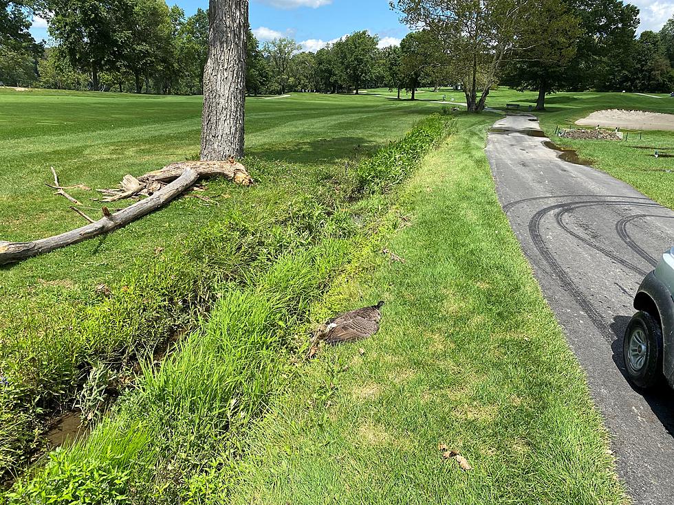 Golfista de Nueva York mata brutalmente a un ganso en el valle de Hudson, según la policía