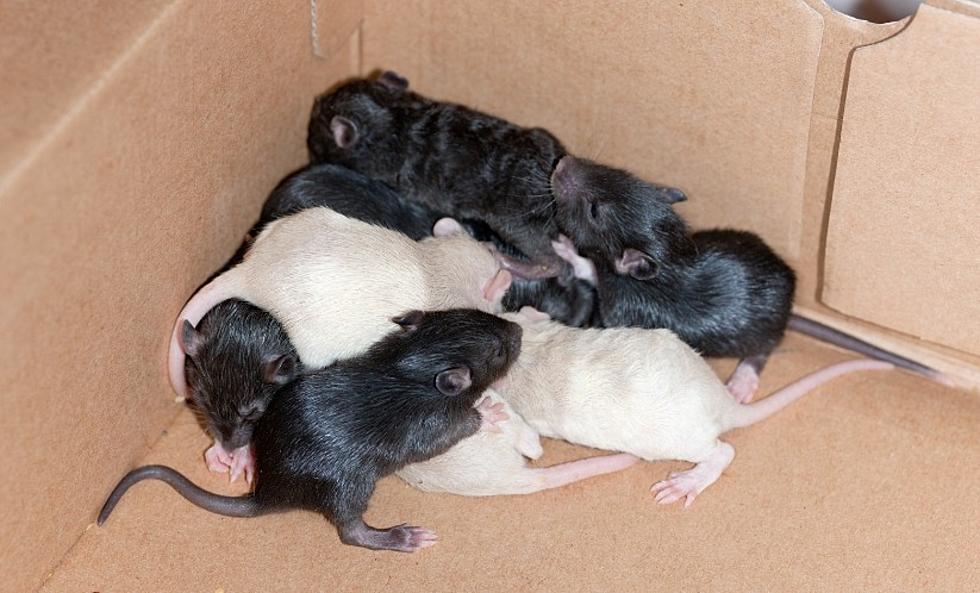 6 New York Hometowns Among Most Rat Infested In America 