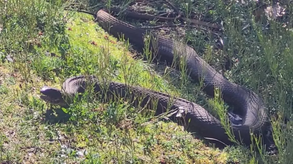 Massive Snake Found In Lake In HV, New York, Many Terrified