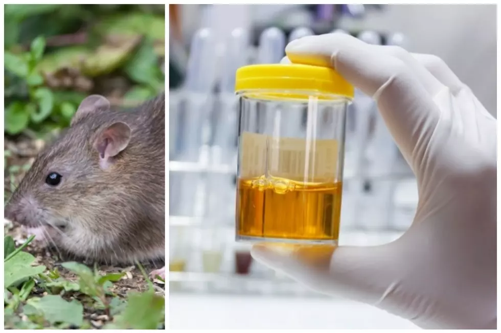 Alert: Bizarre Disease Spread By Rat Urine Is Killing New Yorkers