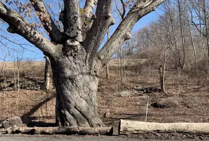 Dover Oak Is Appalachian Trail's Largest Oak Tree