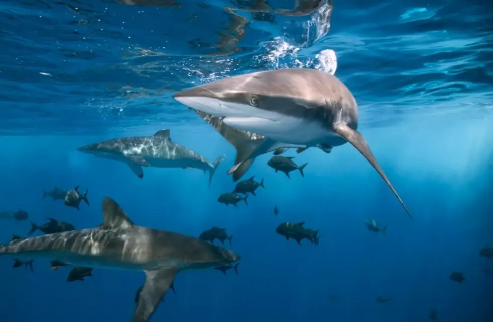 New York’s Most Beautiful Beach Is Suddenly A Shark Hotspot