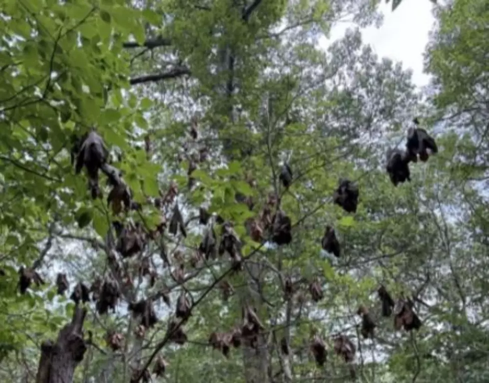 First Ever Case Of Deadly Plant Disease From Asia Detected In New York