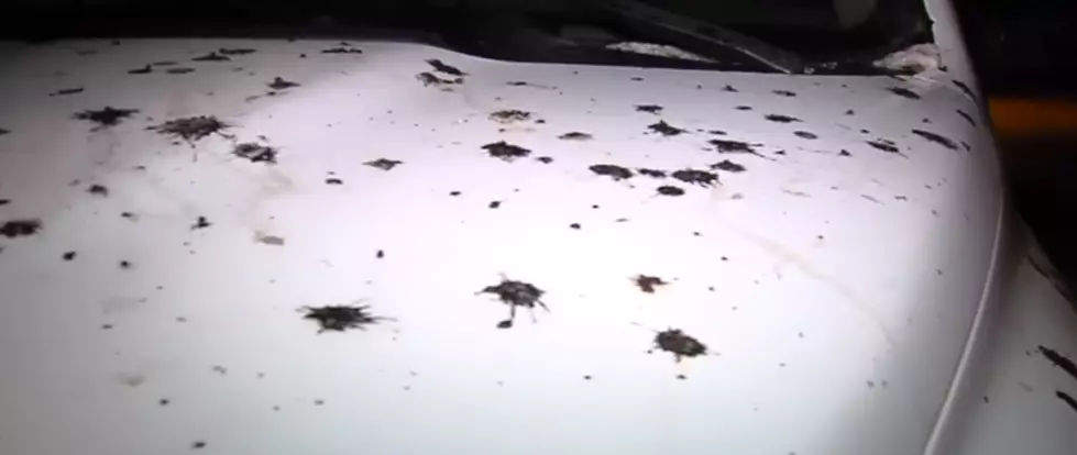 Disgusting Mysterious Substance Rains Down on Southeast Michigan [VIDEO]
