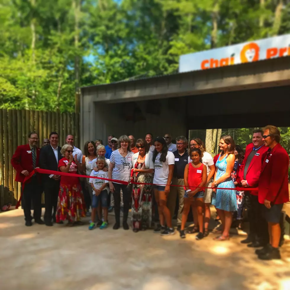 The African Lion Exhibit is Now Open at Binder Park Zoo