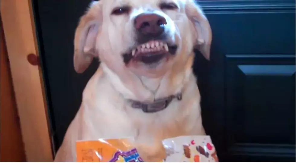 The Guiltiest Dogs on The Web [VIDEOS]