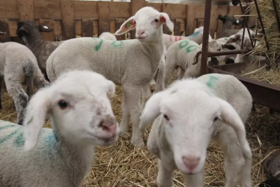 Adorable Baby Lamb Has Play Time In The Living Room [VIDEO]