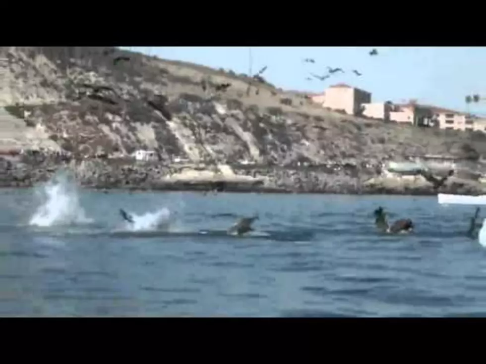 Watch Big Whale Surprise Woman In Little Kayak [Video]