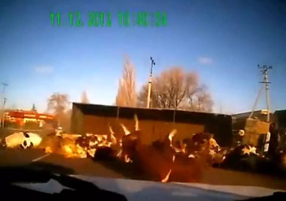 Truck Crashes Spilling a Load of Cows [VIDEO]