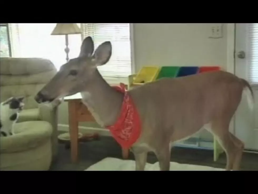 Lilly The Deer Could Be Going To The Zoo