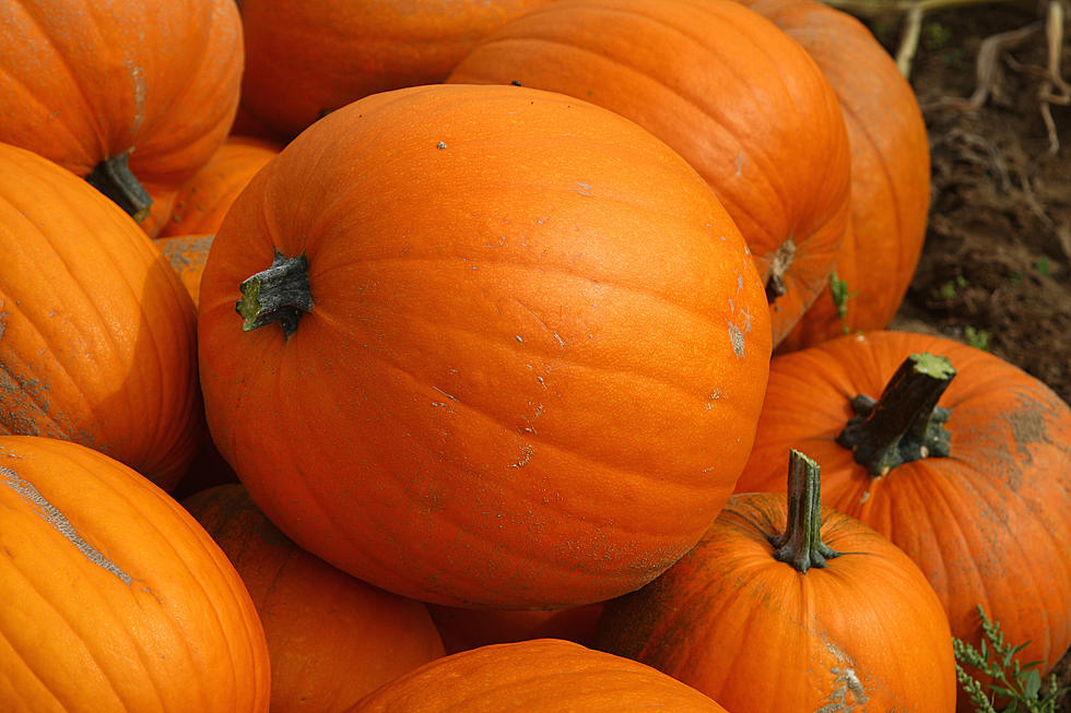 Pumpkins And More In Caro