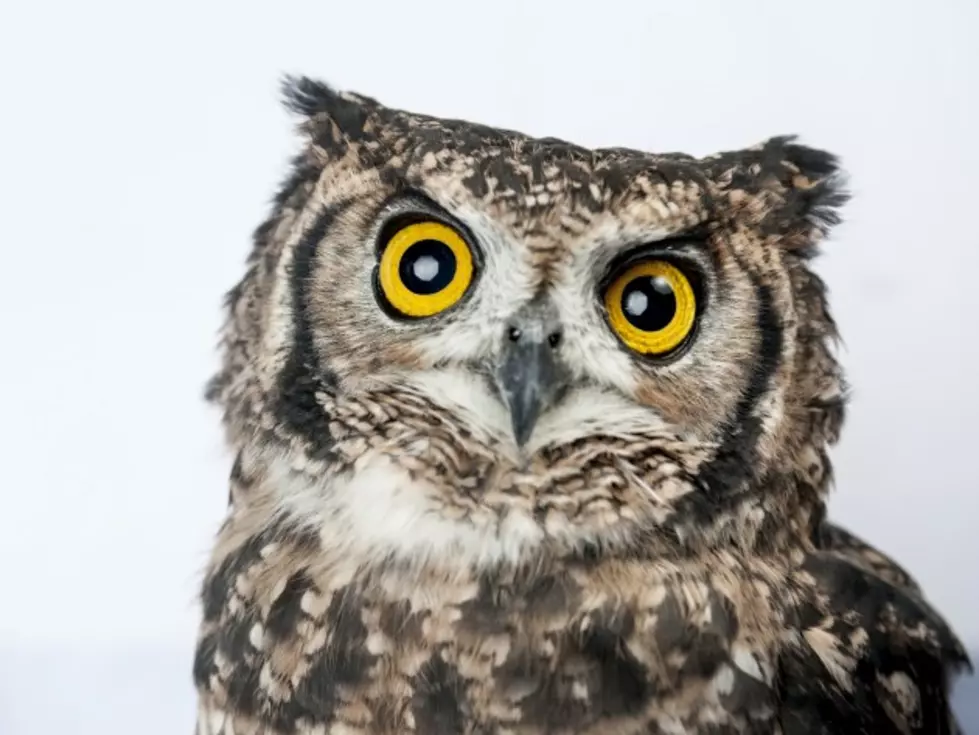 Take A Look At An Owl Swimming In Lake Michigan [Video]