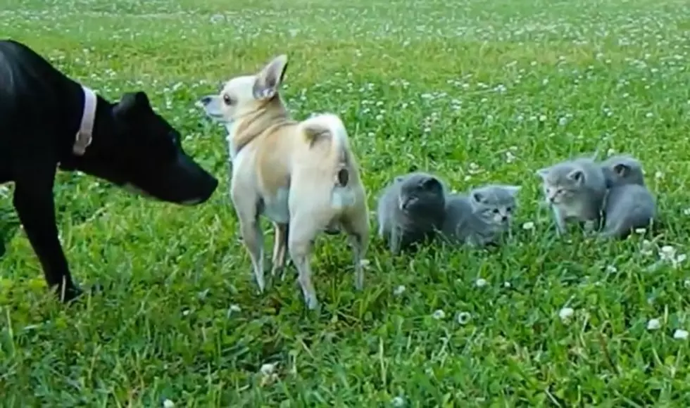 Chihuahua Gets Between Kittens &#038; Puppy&#8217;s Annoying Play Behavior [VIDEO]