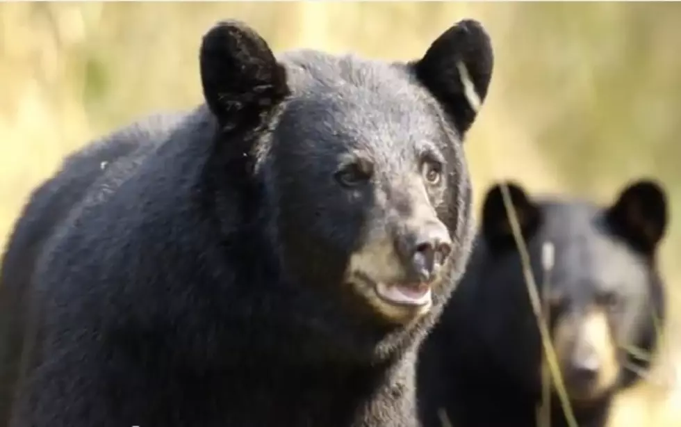 Michigan DNR: Spring Weather Has Bears On The Move [VIDEO]