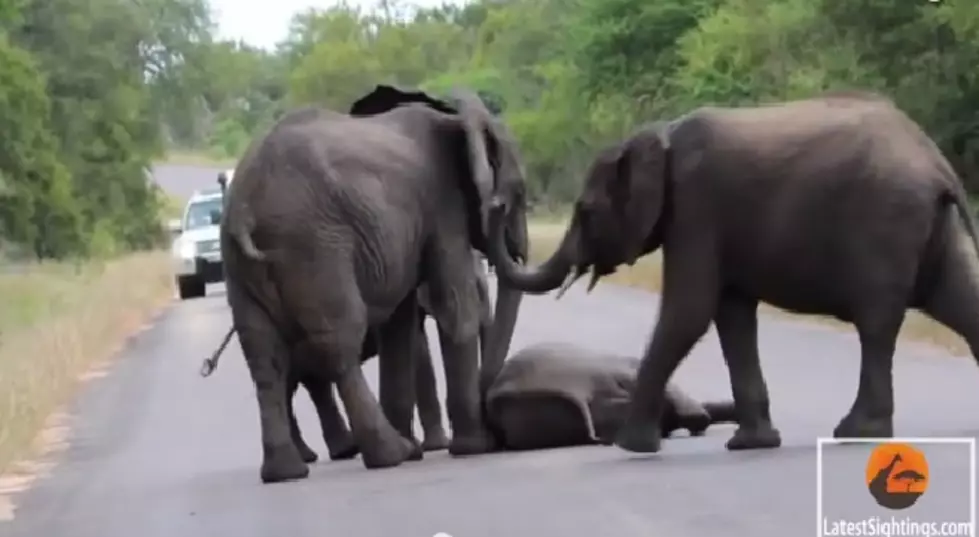 Herd Comes To Rescue of Baby Elephant [VIDEO]