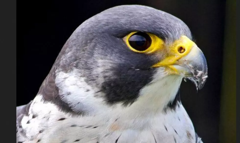 The Peregrine Falcon: Migratory Bird Treaty Centennial Featured Bird For The Month of May