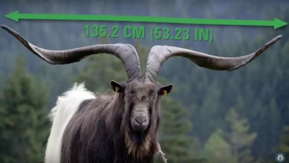Goat Breaks Record For Horn Spread [VIDEO]