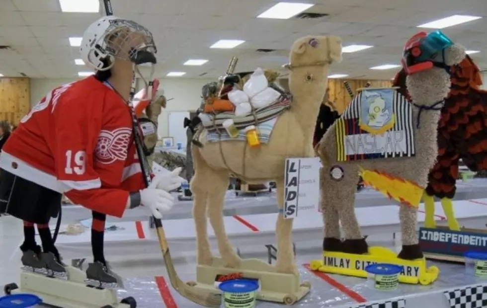 FLC Camel Races Ready To Roll