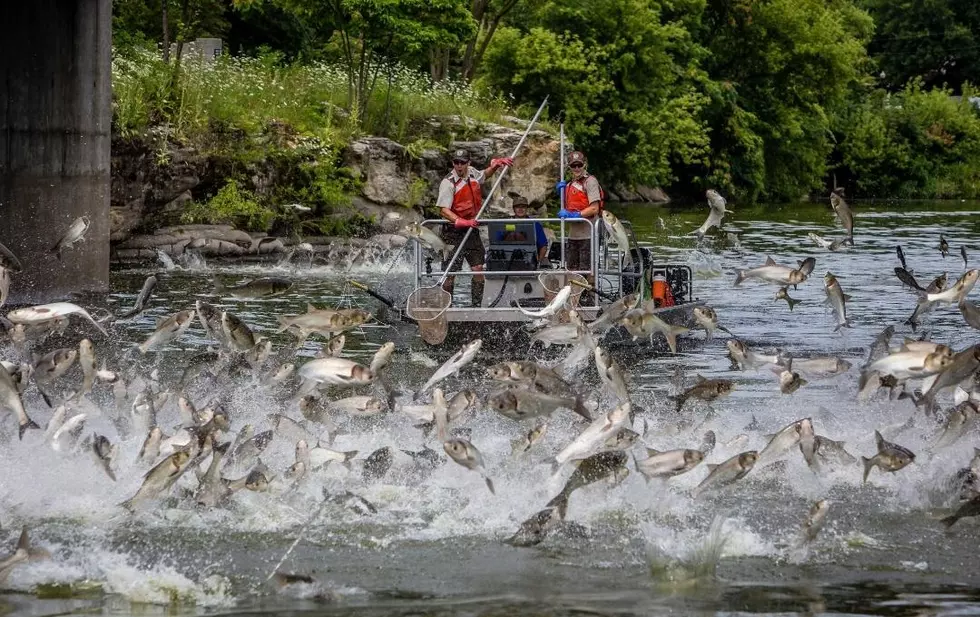 'Bubble Barrier' Wins Great Lakes Invasive Carp Challenge