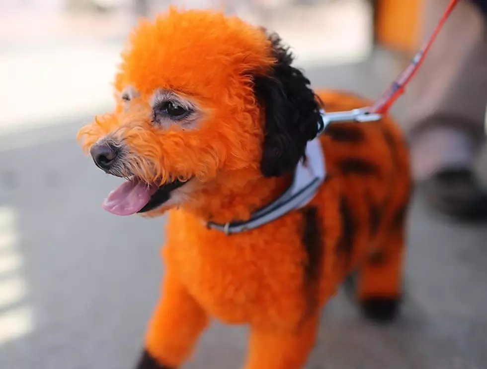 Imlay City Dog Makes Fashion Statement At 'Bark At The Park'