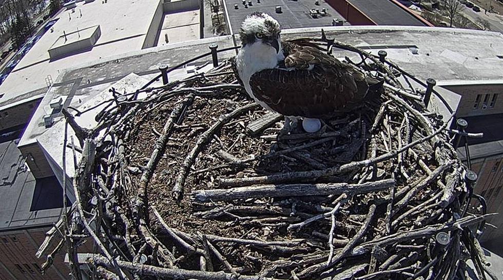 Adopt-A-Nest: Osprey Monitors Needed [VIDEO]