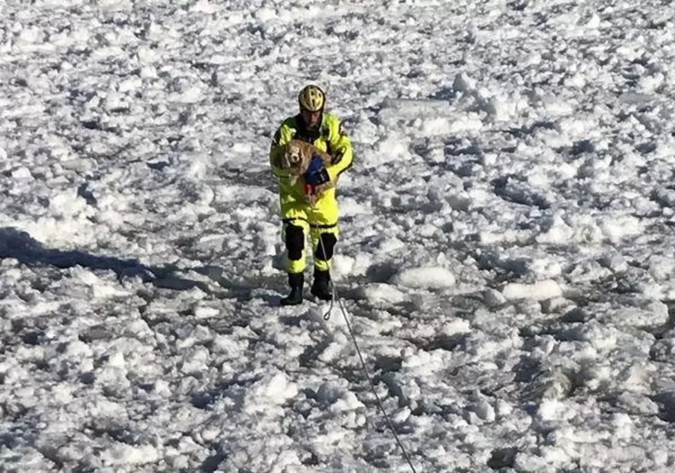 16-Year-Old Dog Rescued From Unstable Ice On Saginaw Bay [VIDEO]