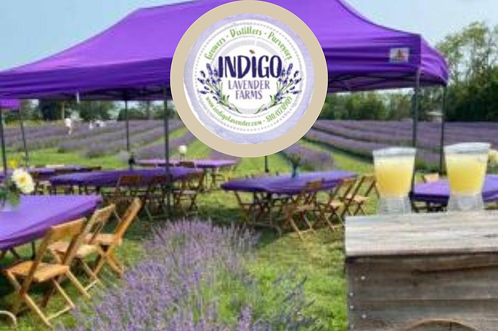 LAVENDER DAZE Imlay City This Weekend - What You Need to Know