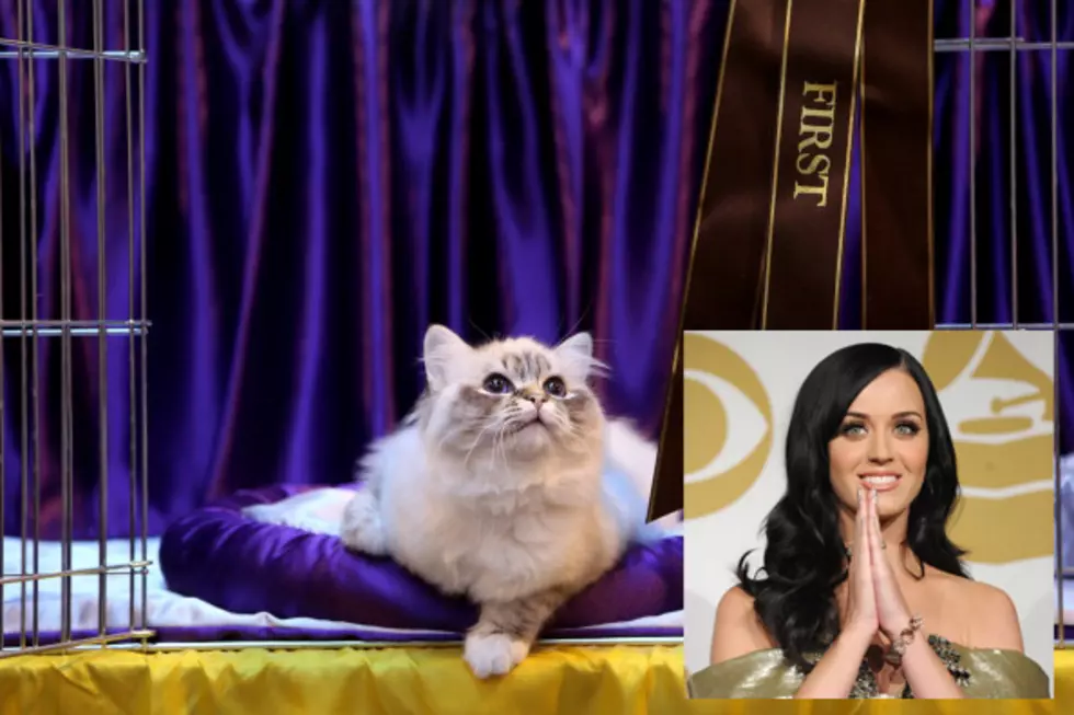 “Kitten-age Dream” Remake Of Katy Perry’s “Teenage Dream” On iPad [VIDEO]