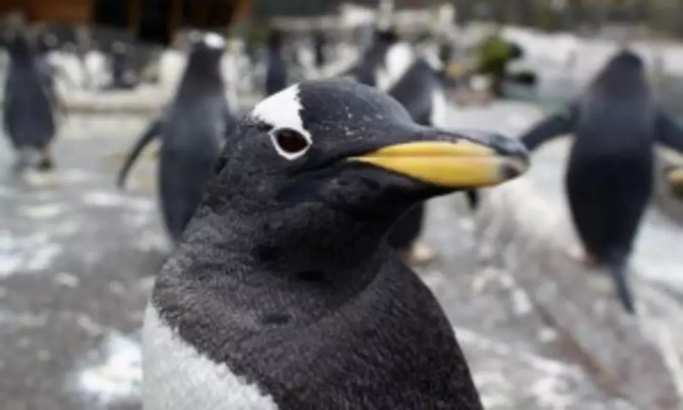 Cookie the Penguin is a Web Sensation [Video]